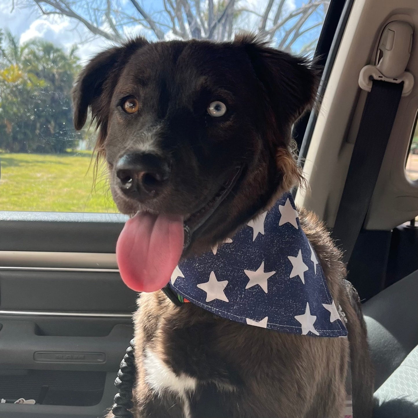 Holiday Pet Bandanas - Sunflowers & Sage