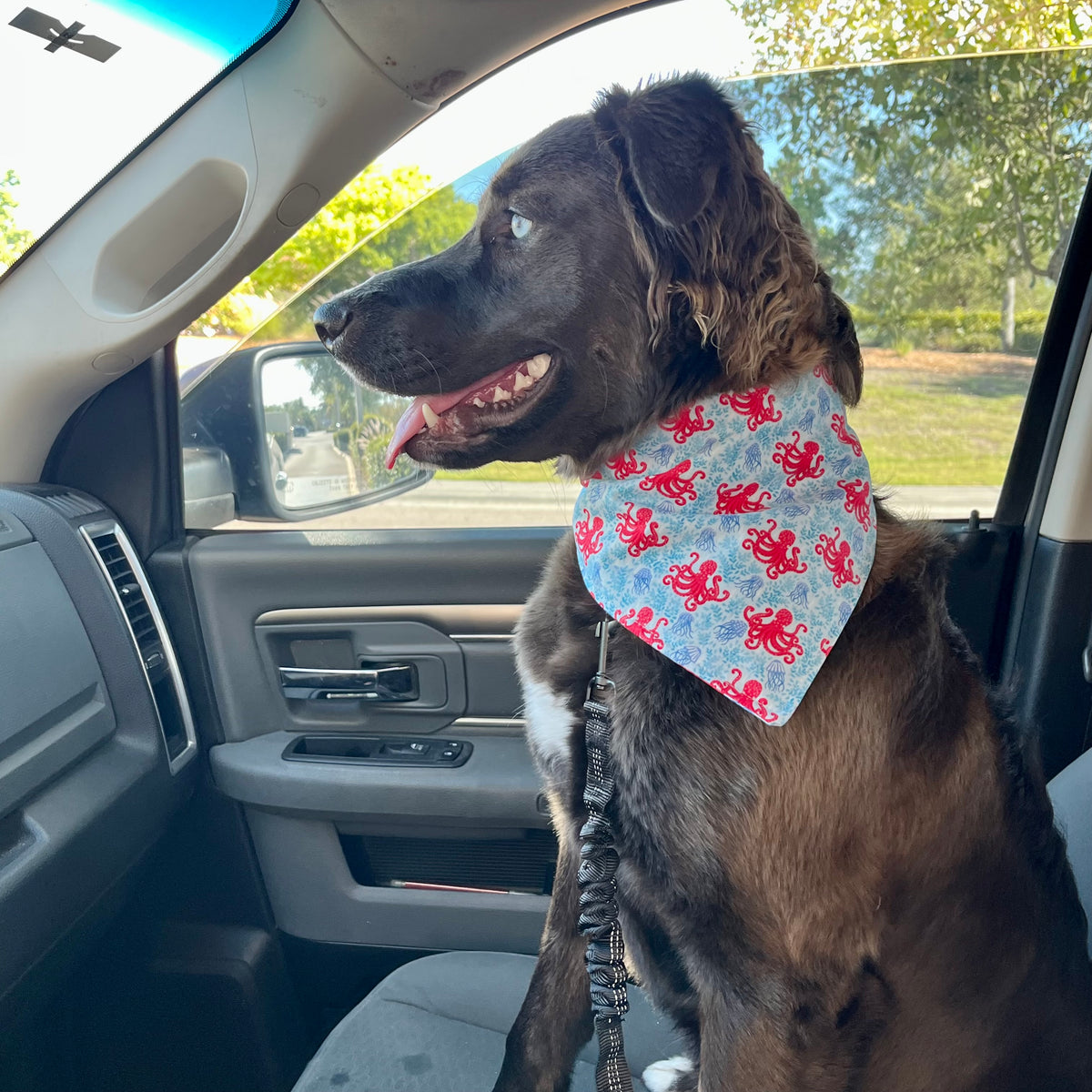 Pet Bandanas-Prints