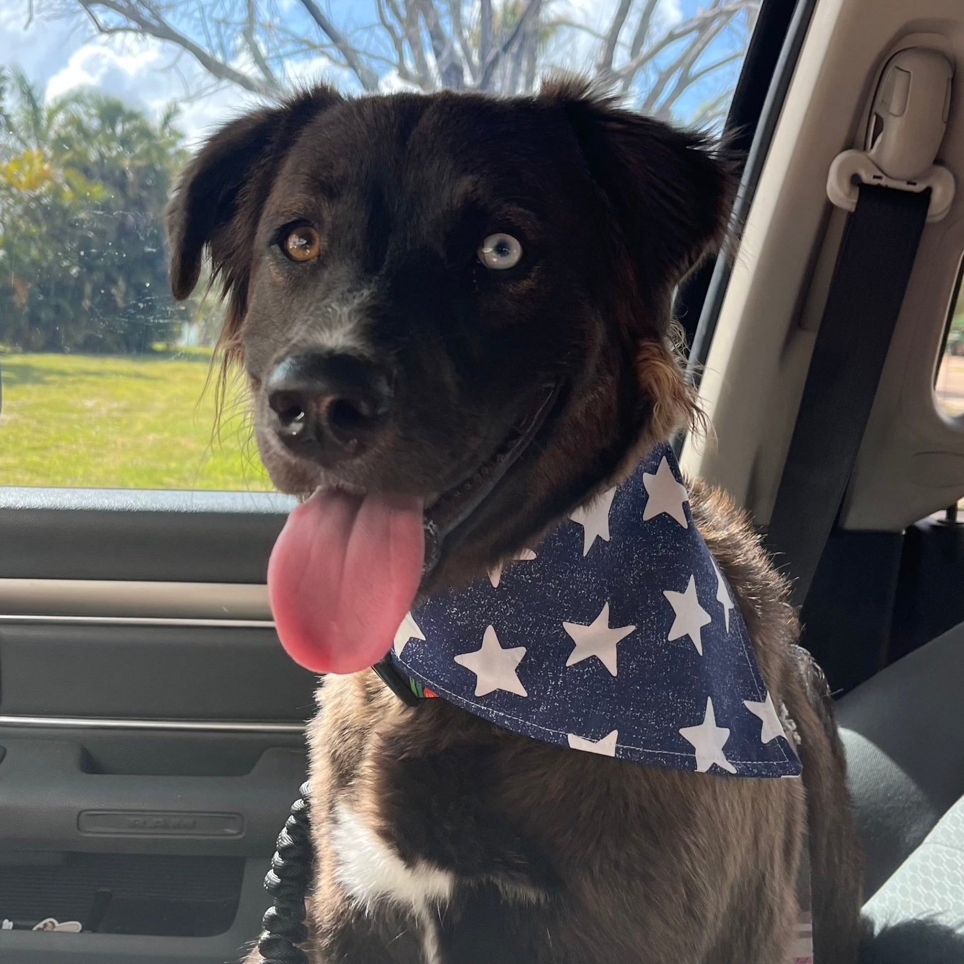 Holiday Pet Bandanas - Sunflowers & Sage