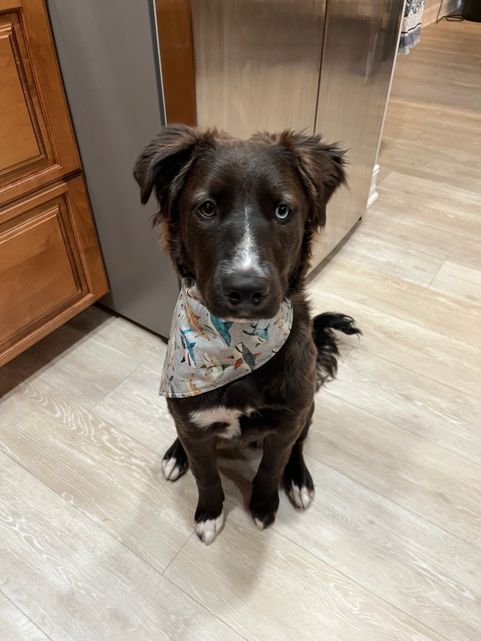 Pet Bandanas - Sunflowers & Sage